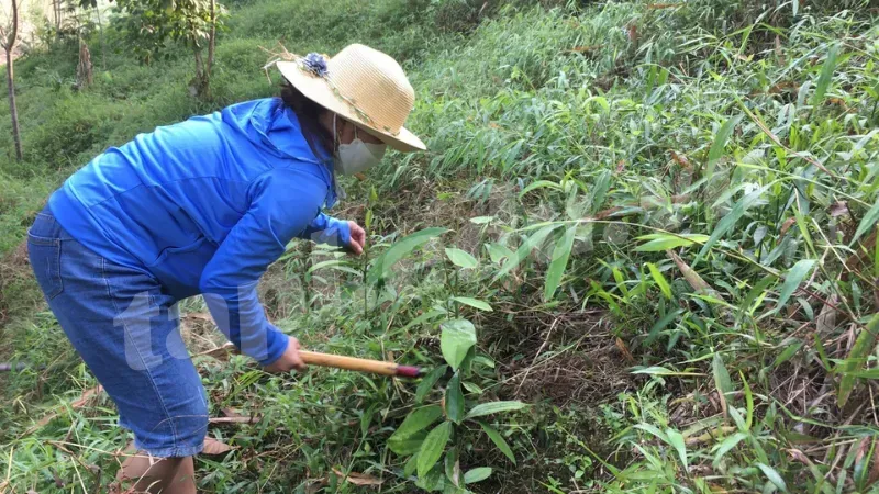 Chăm sóc vỏ cây và bảo vệ cây khỏi sâu bệnh