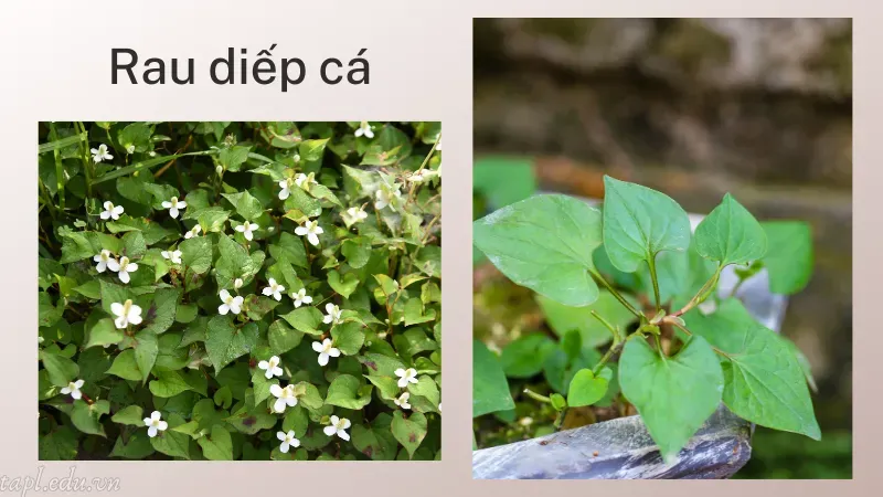 Đôi nét về rau diếp cá