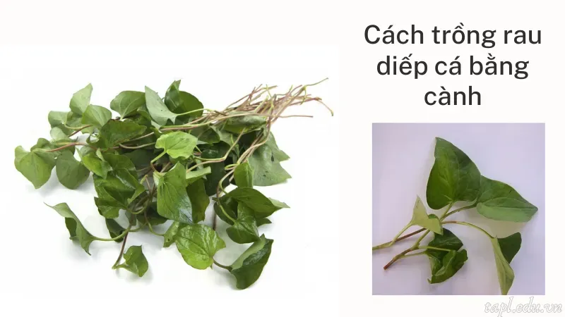 Cách trồng rau diếp cá bằng cành