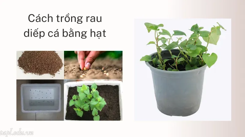 Cách trồng rau diếp cá bằng hạt