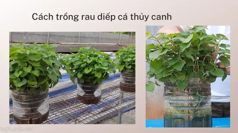 Cách trồng rau diếp cá thủy canh