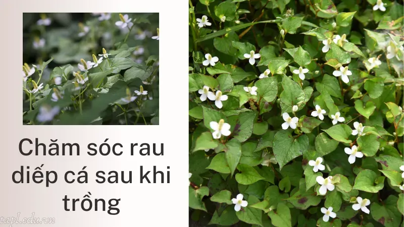 Chăm sóc rau diếp cá sau khi trồng