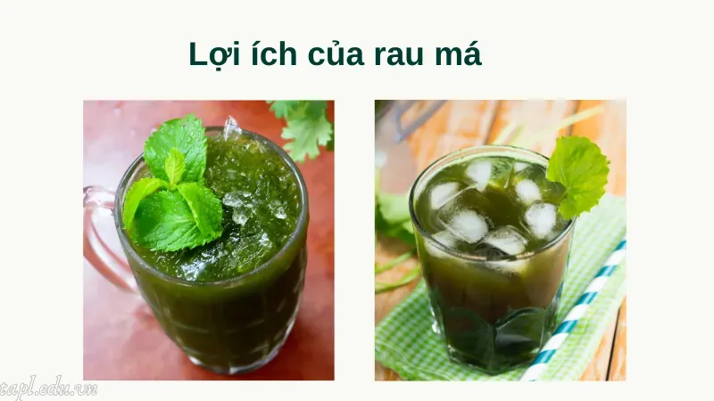 Lợi ích của rau má