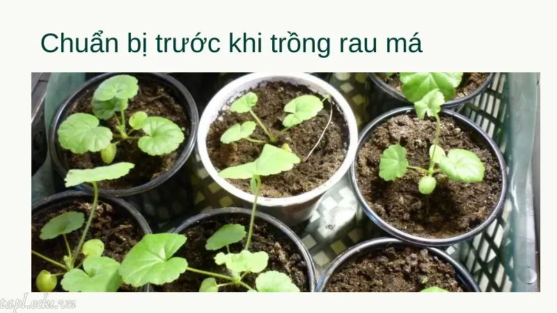 Chuẩn bị trước khi trồng rau má