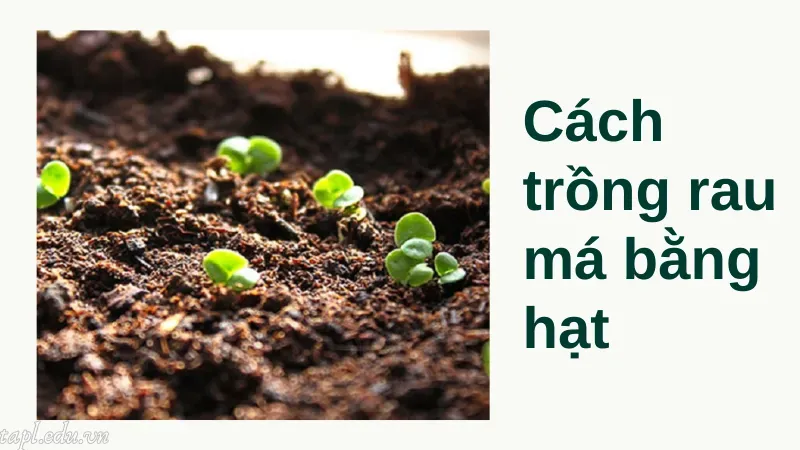 Cách trồng rau má bằng hạt