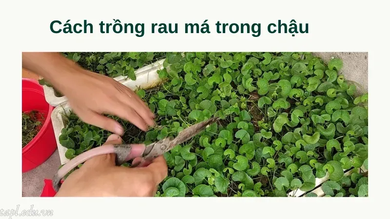 Cách trồng rau má trong chậu