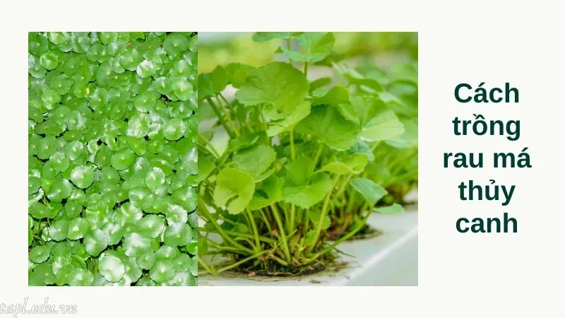Cách trồng rau má thủy canh