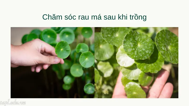 Chăm sóc rau má sau khi trồng