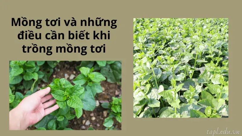 Mồng tơi và những điều cần biết khi trồng mồng tơi