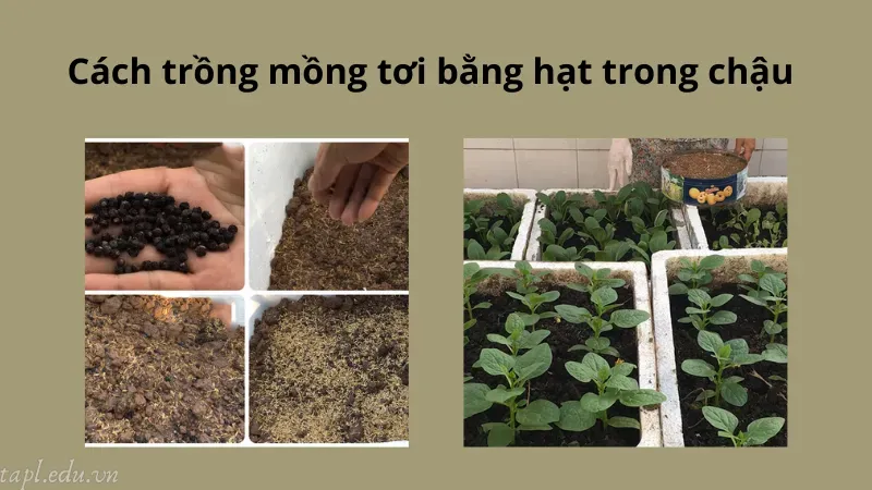 Cách trồng mồng tơi bằng hạt trong chậu