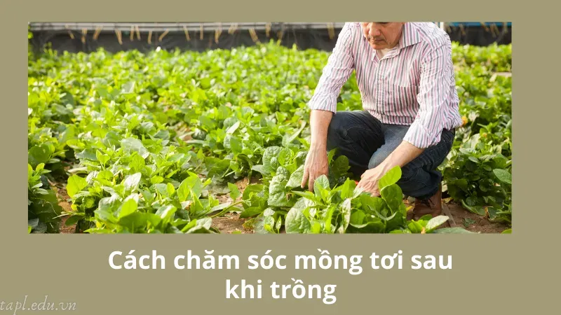 Cách chăm sóc mồng tơi sau khi trồng