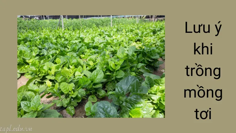 Lưu ý khi trồng mồng tơi