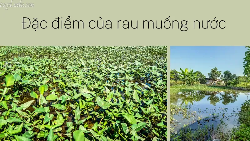 Đặc điểm của rau muống nước