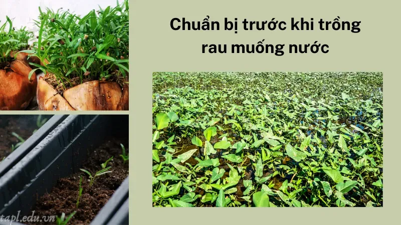 Chuẩn bị trước khi trồng rau muống nước