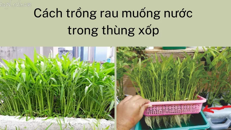 Cách trồng rau muống nước trong thùng xốp