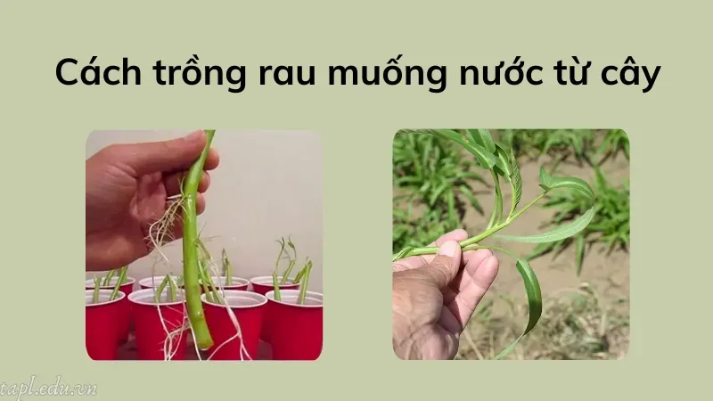 Cách trồng rau muống nước từ cây