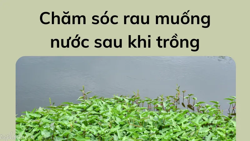 Chăm sóc rau muống nước sau khi trồng