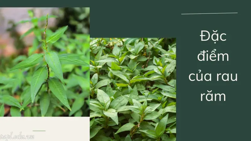Đặc điểm của rau răm
