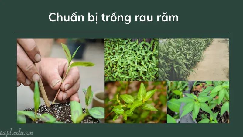 Chuẩn bị trồng rau răm