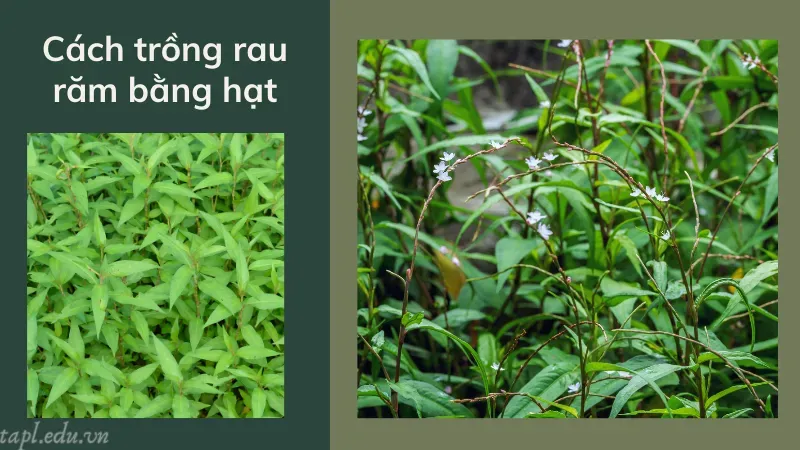 Cách trồng rau răm bằng hạt