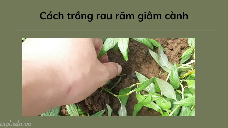 Cách trồng rau răm giâm cành