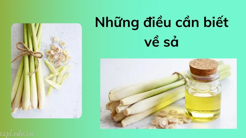 Những điều cần biết về sả