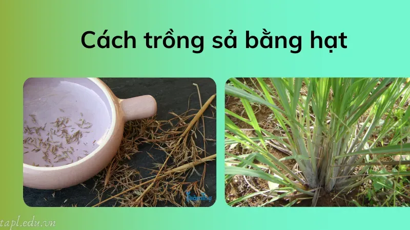 Cách trồng sả bằng hạt