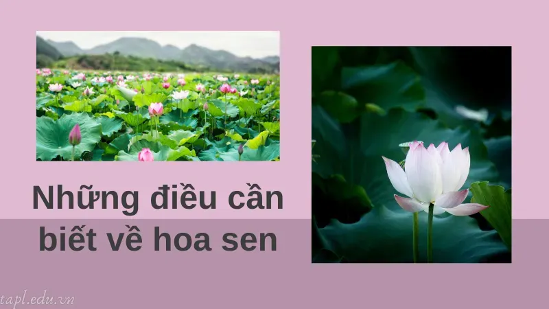 Những điều cần biết về hoa sen