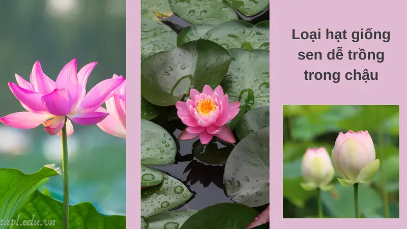 Loại hạt giống sen dễ trồng trong chậu