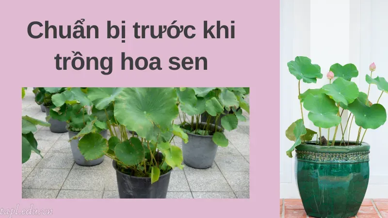 Chuẩn bị trước khi trồng hoa sen