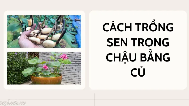 Cách trồng sen trong chậu bằng củ