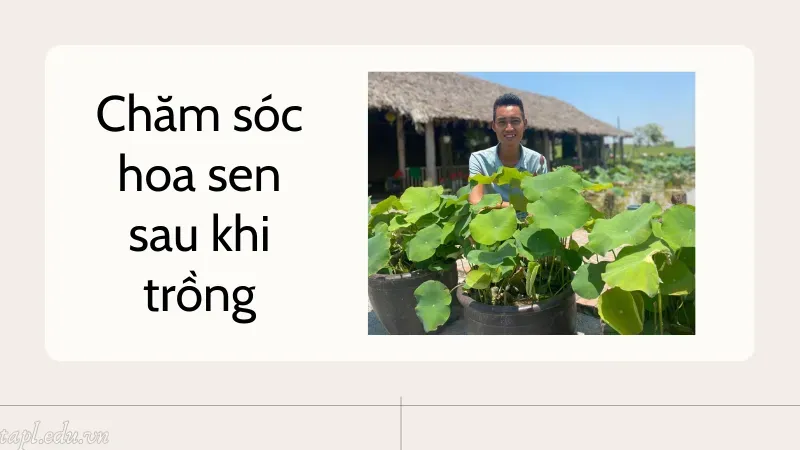 Chăm sóc hoa sen sau khi trồng