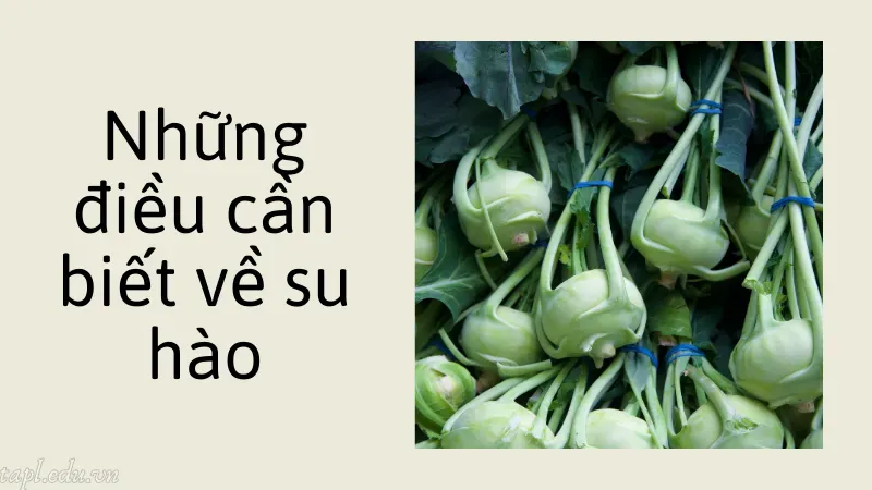 Những điều cần biết về su hào