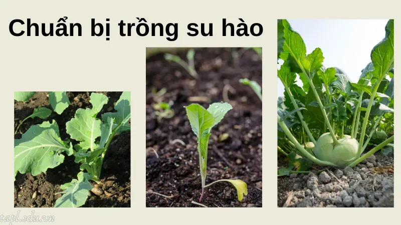 Chuẩn bị trồng su hào