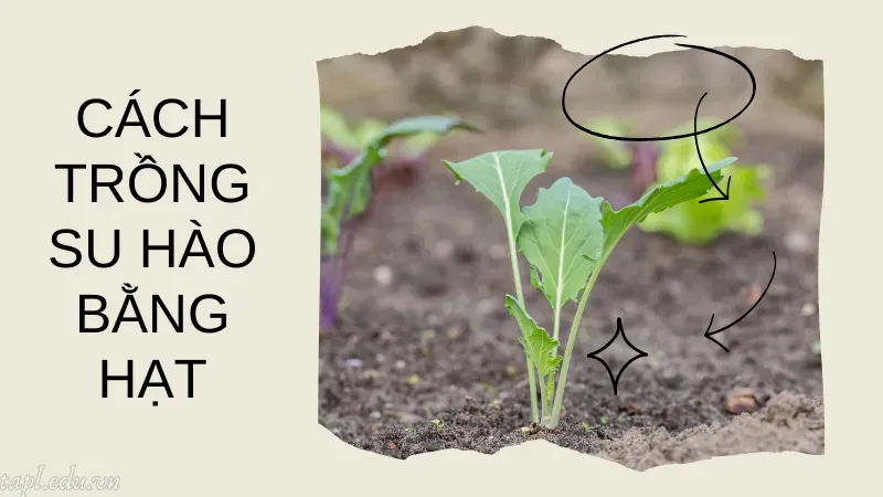Cách trồng su hào bằng hạt