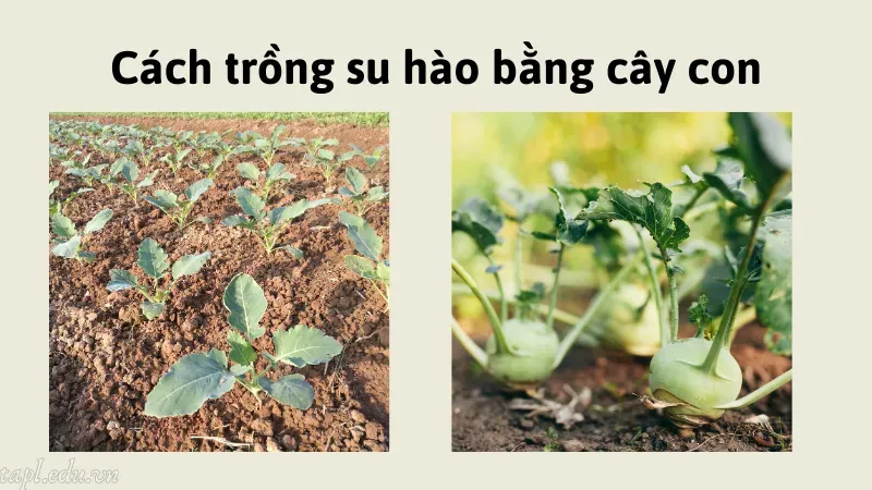 Cách trồng su hào bằng cây con