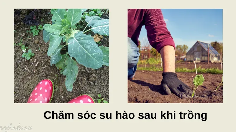 Chăm sóc su hào sau khi trồng