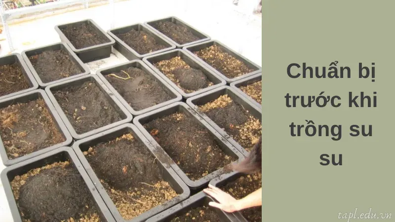Chuẩn bị trước khi trồng su su