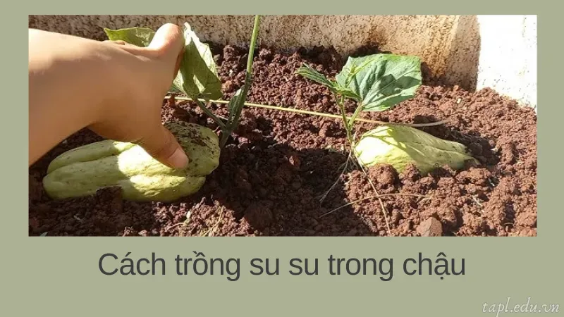 Cách trồng su su trong chậu sai quả