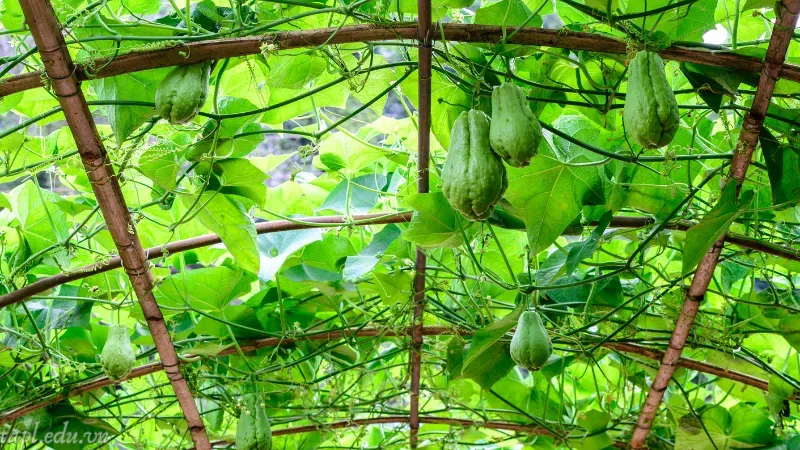 Cách trồng su su trong chậu