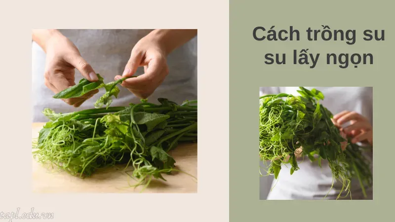 Cách trồng su su lấy ngọn