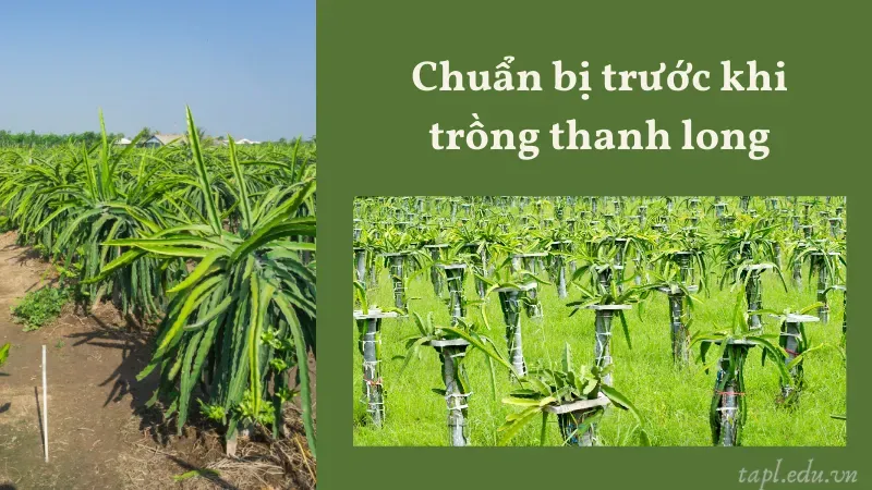Chuẩn bị trước khi trồng thanh long