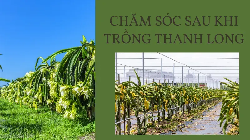 Chăm sóc sau khi trồng thanh long