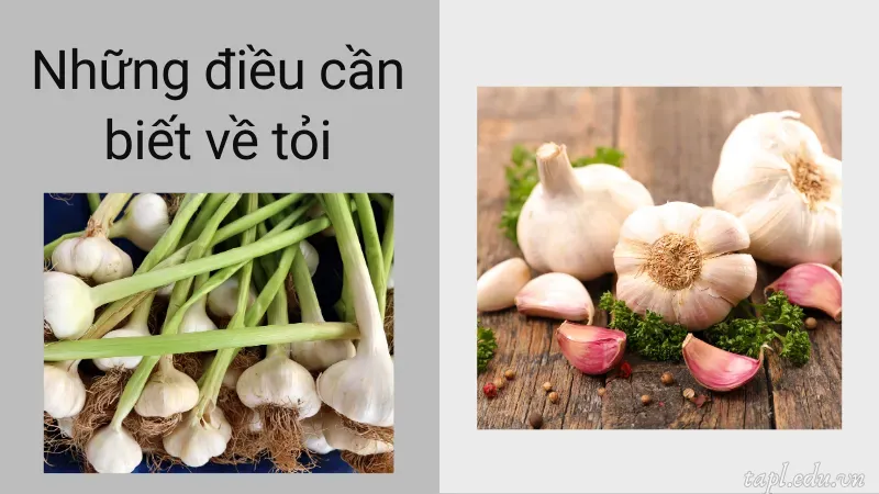 Những điều cần biết về tỏi