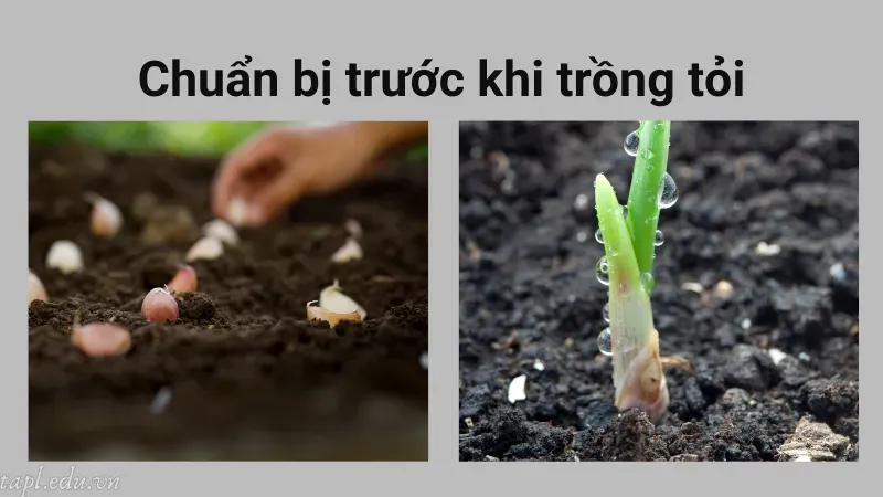 Chuẩn bị trước khi trồng tỏi