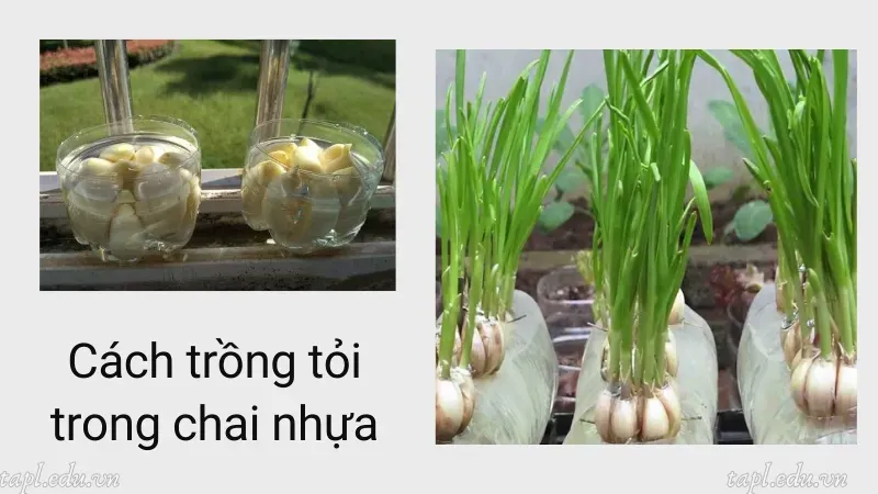Cách trồng tỏi trong chai nhựa