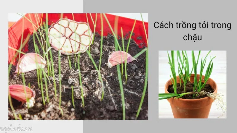 Cách trồng tỏi trong chậu