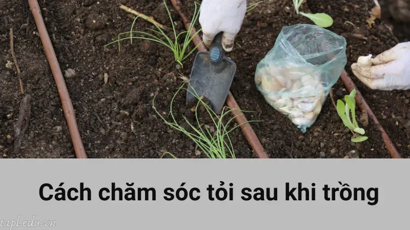 Cách chăm sóc tỏi sau khi trồng