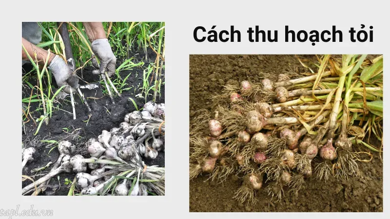 Cách thu hoạch tỏi