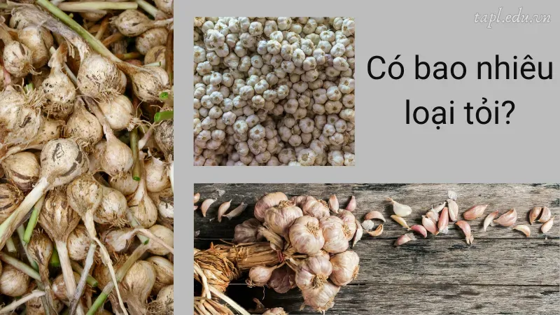 Có bao nhiêu loại tỏi?